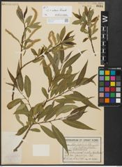 Foto von Salix alba L. x Salix fragilis L.